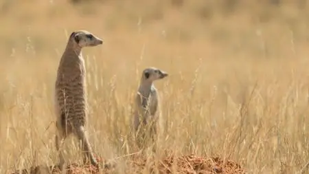 Meerkat Manor: Rise of the Dynasty S01E04