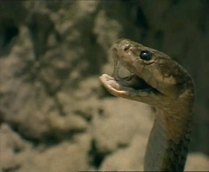 Прирожденные охотники. Диск 3