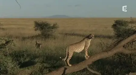 (Fr5) Guépards, la fraternité sauvage (2014)