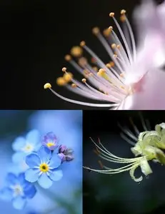 Macro Photography by Sakura