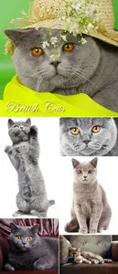 Stock Photo - British Cats & Kitten