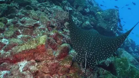 Water Life: Episode 19 - Under The Sea  / Mundos de agua / Водная жизнь. Серия 19 - На морском дне (2008) 