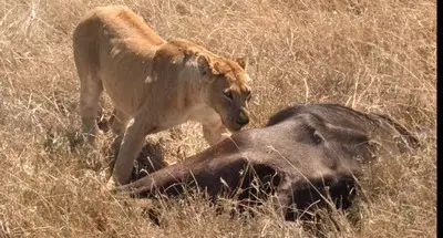 African Safari (2013)