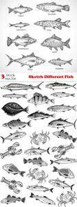 Vectors - Sketch Different Fish Set