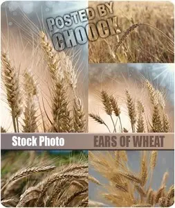 Stock Photo: Ears of wheat