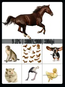 Fauna 2