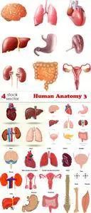 Vectors - Human Anatomy 3