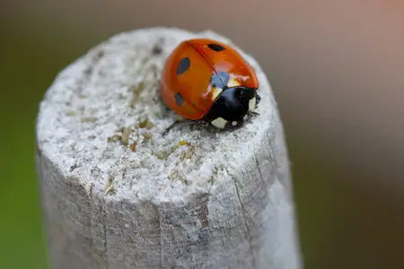 Ladybird