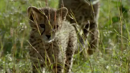 BBC: Cheetahs: Fast Track to Freedom (2006)
