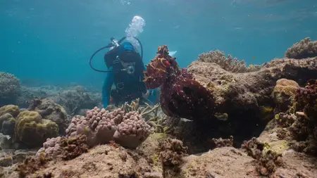 Octopus! S01E03