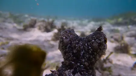 Octopus! S01E03