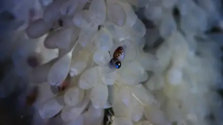 Octopus! S01E03