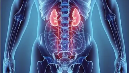 Understanding Anatomy & Physiology For Healthcare Workers