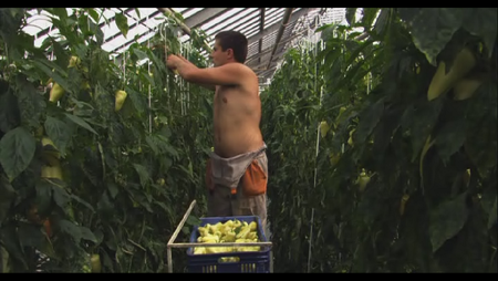 Our Daily Bread (2005)