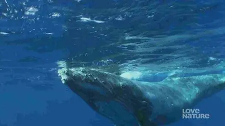 Ocean Pix - Giants of the Deep (2012)