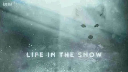 BBC - Gordon Buchanan: Life in the Snow (2016)
