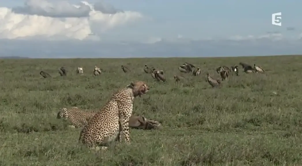 (Fr5) Guépards, la fraternité sauvage (2014)