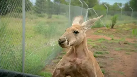 CH4 Inside Nature's Giants - Kangaroo (2012)