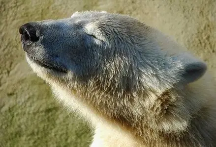 IMAX - Bears