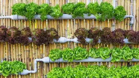 Guide To Hydroponic Gardening At Home