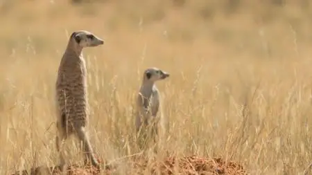 Meerkat Manor: Rise of the Dynasty S01E04