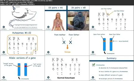 Exploring Genetics & Evolution Through Physical Anthropology