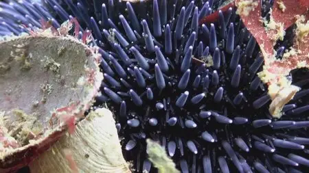 Water Life: Episode 19 - Under The Sea  / Mundos de agua / Водная жизнь. Серия 19 - На морском дне (2008) 