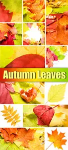 Stock Photo - Autumn Leaves 