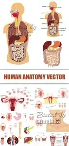 Human Anatomy Vector 2 