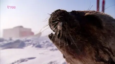 BBC - Top Gear: Polar Challenge (2007)