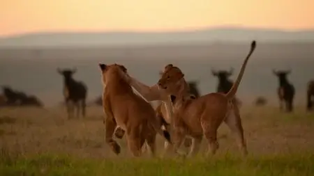 Earth at Night in Color S01E01