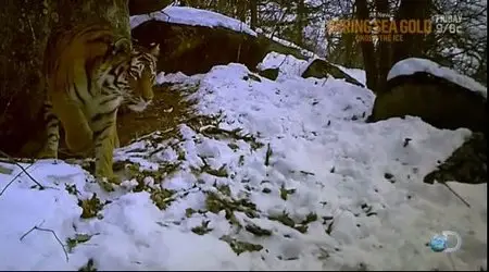 Discovery Channel - Last Tiger Standing (2014)