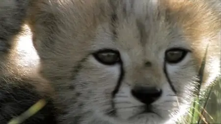 BBC: Cheetahs: Fast Track to Freedom (2006)