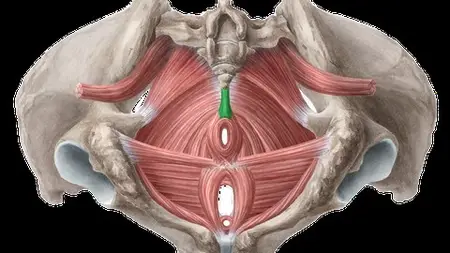 Strengthen The Pelvic Muscles || Improve Your Sexual Life ||