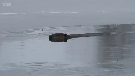 BBC Storyville - Welded Together (2025)