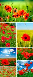 Stock Photo - Red Poppy