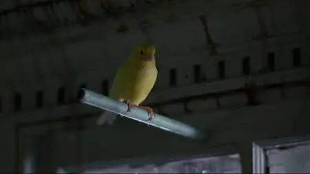 Birdy - Alan Parker (1984)