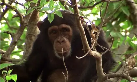 National Geographic - Ape Genius