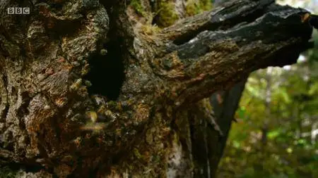 BBC.Documentaries.S2018E32.South.Korea.Earths.Hidden.Wilderness.720p.iP.WEB-DL.AAC2.0.H.264-RTN-Obfuscated S2018E32