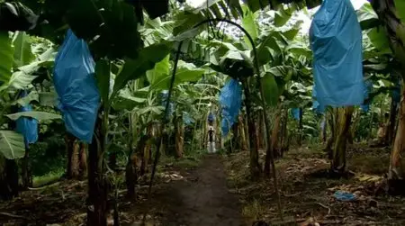 WG Films - Bananas: At Any Cost (2011)