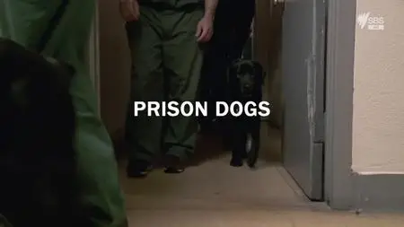 Prison Dogs (2017)