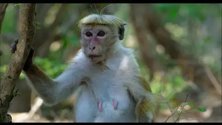 Disneynature: Monkey Kingdom (2015)