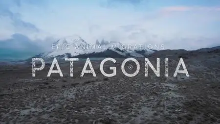 Epic Animal Migrations: Patagonia (2023)