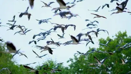 Mysteries Of The Mekong - Thailand: Nature's Crossroads (2017)