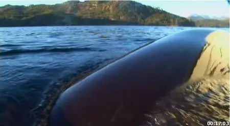 The Whale (2011)