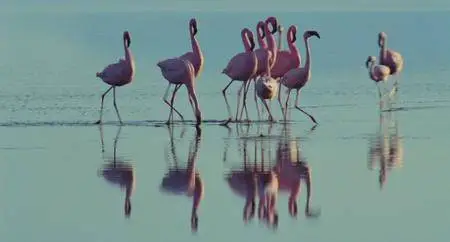 The Crimson Wing: Mystery of the Flamingos (2008)