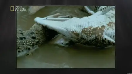National Geographic Wild - Built For The Kill - Crocodile (2012)