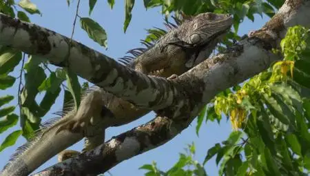 Terranoa - Costa Rica: Wildlife under the Rainbow (2018)