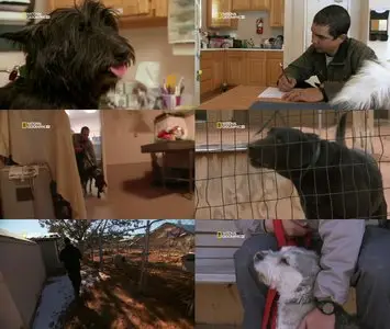 National Geographic - DogTown: New Beginnings (2008)