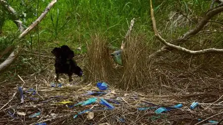 Absurd Planet S01E03